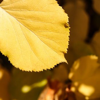 Yellow leaf on the background of fallen leaves in autumn. Natural background