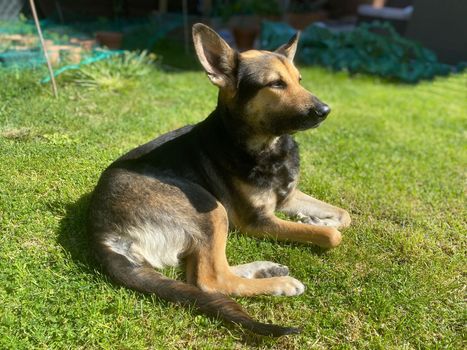 Adorable serious dog relaxed on green grass, outdoors sunbathing