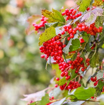 Red berries of viburnum on the branches of a bush in the garden. Blurred autumn background