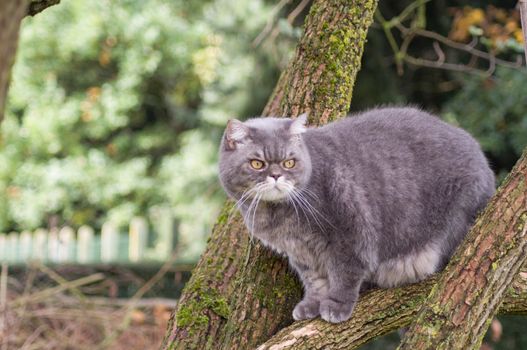 sad gray british cat with yellow eyes, favorite pet climbs trees, High quality photo