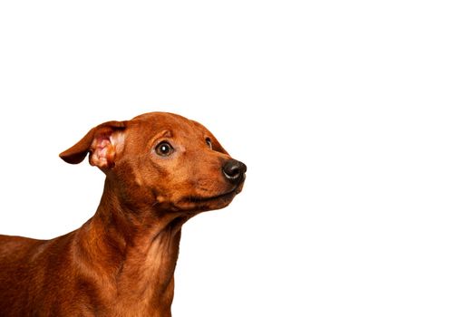A charming puppy looks sideways on a white background. A curious puppy looks away. The muzzle of a small dog. Portrait. Isolate.