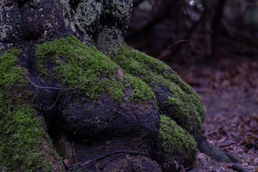 Forest floor in autumn. Green moss growing on tree roots