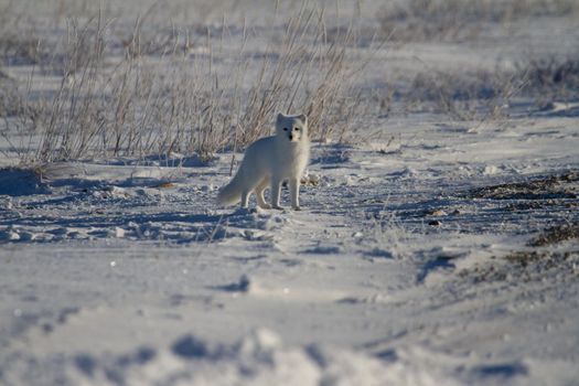 Arctic fox or Vulpes Lagopus in white winter coat with grass in the background looking at the camera, Churchill, Manitoba, Canada