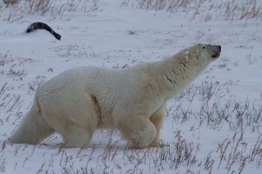 Polar bear, Ursus maritimus, stretching its neck while walking along on snow in low light, near Hudson Bay, Churchill, Manitoba Canada