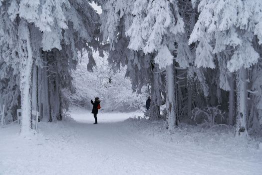 The tineger girl in ski suite with her father goes on the trail. On the lawn covered with snow the nice trees are standing poured with snowflakes in frosty winter morning. Dreamy firs in the enchanted forest. Back view. High quality photo