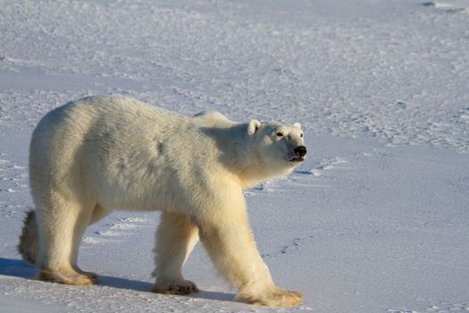 A polar bear walking on snow on a sunny day, near Churchill, Manitoba Canada