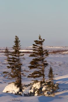 A few lonely white spruce trees, Picea glauca, standing in snow in the tundra with the needles and branches stripped off the windward face, near Churchill, Manitoba, Canada