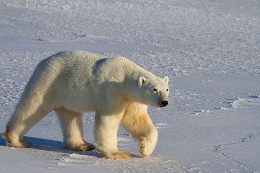 A polar bear walking on snow on a sunny day, near Churchill, Manitoba Canada