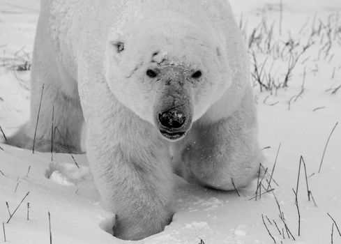 Closeup of a polar bear or ursus maritumus in black and white with snow in the background, near Churchill, Manitoba Canada
