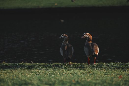 Couple of geese standing near the lake in the park. Family of Egyptian geese