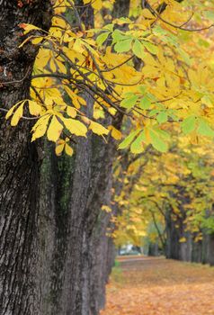 The road lined with trees with yellowing leaves is an autumn landscape