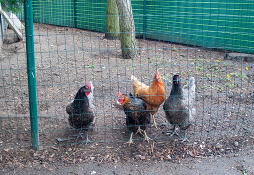 multi-colored chickens are waiting for feeding behind the fence, looking with curiosity at the hostess, poultry farming, egg-laying hen. High quality photo