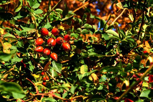 The fruit of a rose, especially a wild kind. Red healthy rose hips for tea tincture, filled with vitamins and microelements.