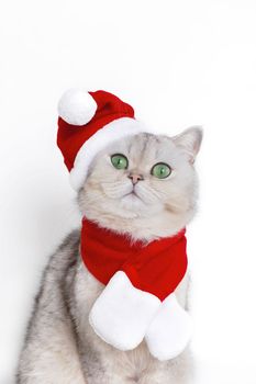 Portrait of a cute white cat, in the red cap of Santa Claus and red scarf isolated on white background. Vertical