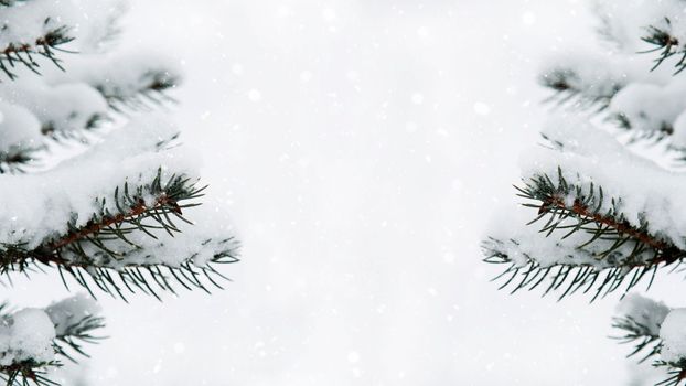 Winter background. Branches of trees in the snow close-up. Snowfall, snowflakes. Pine branches in the snow. Copy space. Template for winter, holiday, New Year, Christmas greetings.