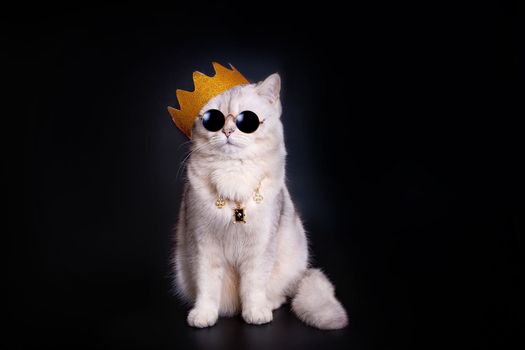 a white king cat wearing a golden crown, a gold chain around his neck and dark glasses sits on an isolated black background. Copy space