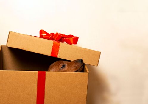 A puppy in a gift box. The puppy sticks his nose out of the box. The concept of a puppy is a gift for Christmas.