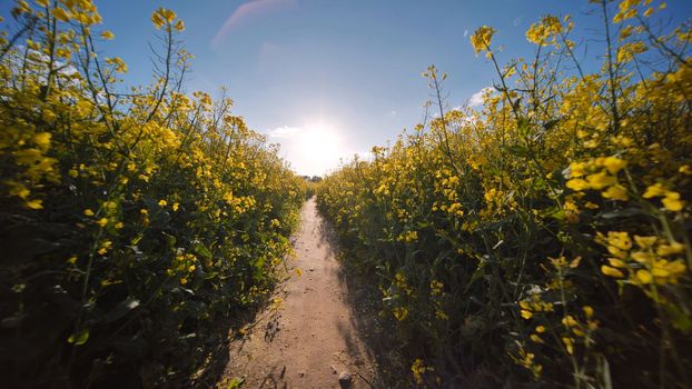 A path in a field of rapeseed on a spring day