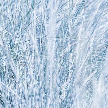 Blue white background of ornamental grass Festuca glauca. Soft focus
