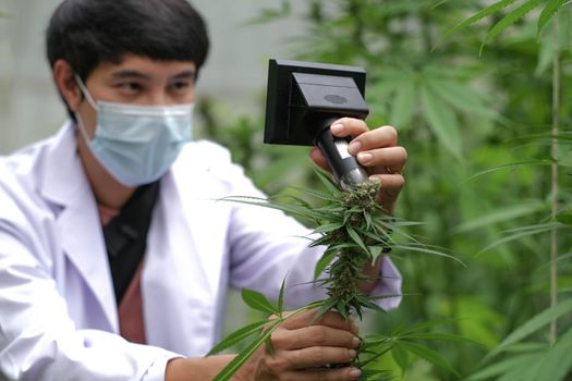 Portrait of scientist with mask, glasses and gloves checking hemp plants in a greenhouse. Concept of herbal alternative medicine, cbd oil, pharmaceptical industry..