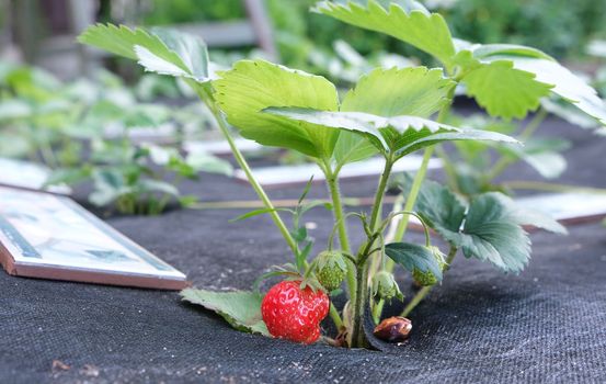 closeup strawberries growing. ripe strawberries in the garden . growing bush of fresh strawberry. juicy red strawberries