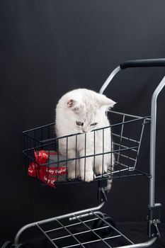 small scottish kitten in a shopping cart along with gift boxes pet for christmas as a gift, High quality photo