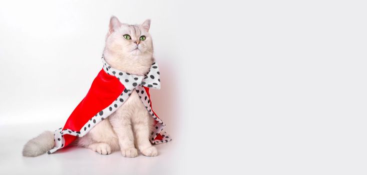 A wide banner with luxurious calm white cat with green eyes in a red royal mantle , sitting on a white background. Copy space