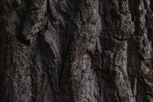 Tree bark. Wood texture. Tree bark texture pattern. Closeup of tree trunk