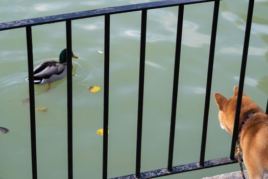 Dog on a bridge beside a pond lake in Autumn, looking at swimming duck with head between the fence