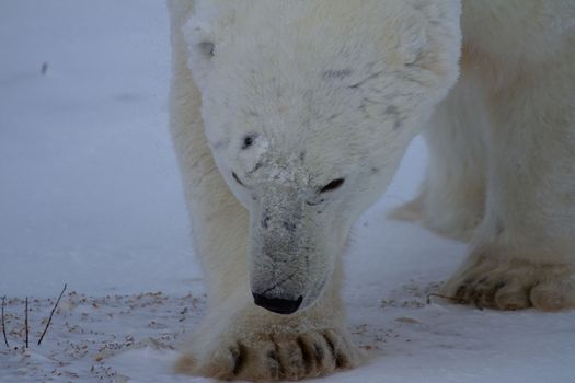 Closeup of a polar bear or ursus maritumus on a sunny day with snow in the background, near Churchill, Manitoba Canada