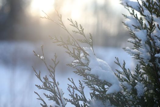 Top branches covered with snow against sunny sky, frozen trees in the forest sky background, winter background