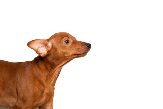 A curious puppy is standing sideways. The puppy looks from the side on a white background. Isolate. Copy space