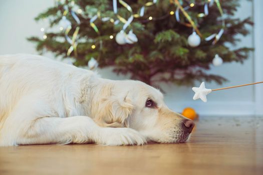 Charming golden retriever looking at magic wand.