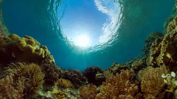 Tropical Seascape Underwater Life. Tropical underwater sea fish. Philippines.