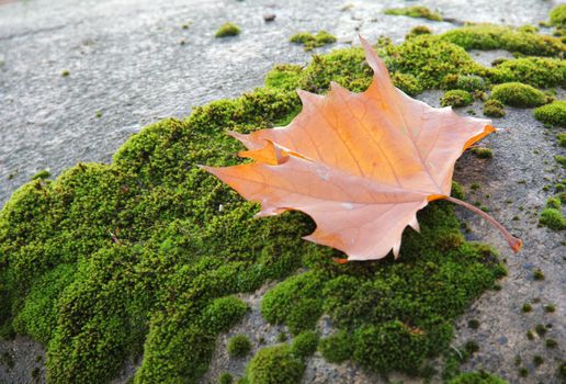 Autumn yellow tree leaf on the mossy stone. High quality photo