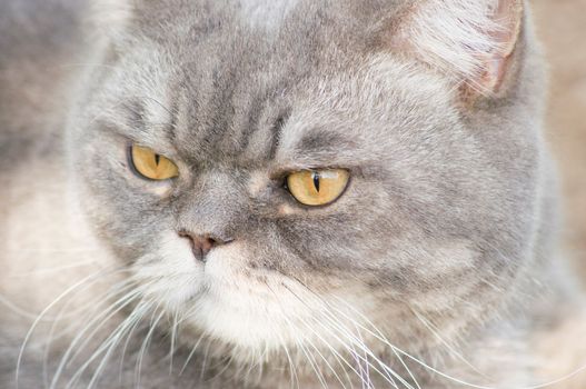 close-up portrait of a sad gray british cat with yellow eyes, favorite pet, High quality photo