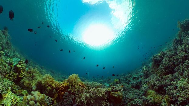 Underwater Tropical Reef View. Tropical fish reef marine. Soft-hard corals seascape. Philippines.