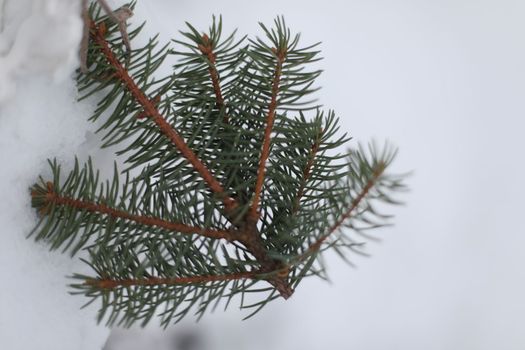 Christmas tree leaves macro photography. pine branch with snow on a winter day.