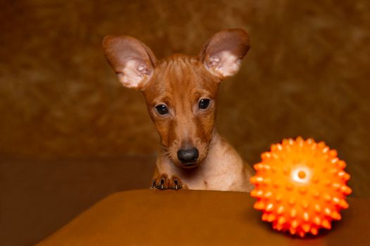 A playful puppy with a ball. A miniature pinscher puppy and a dog toy.