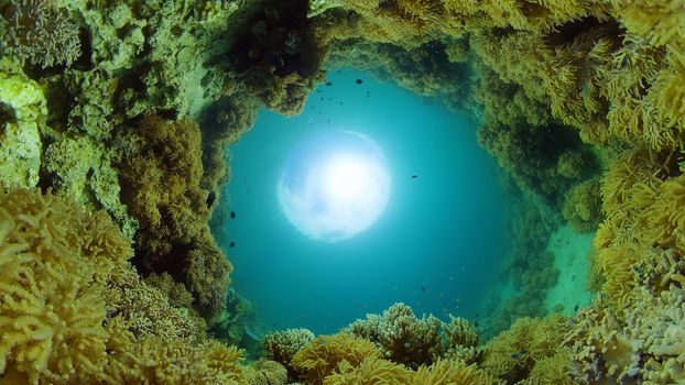 Tropical Fishes on Coral Reef, underwater scene. Philippines.