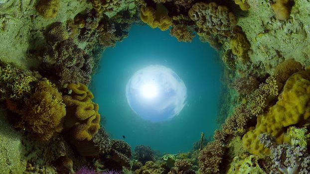 Underwater fish garden reef. Reef coral scene. Seascape under water. Philippines.