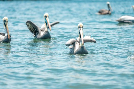 pelicans on the water surface of the ocean.