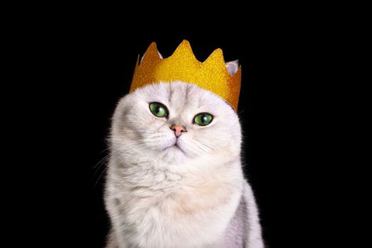 Portrait of a cute white royal cat in a golden crown, sitting on an isolated black background, looks away. Copy space