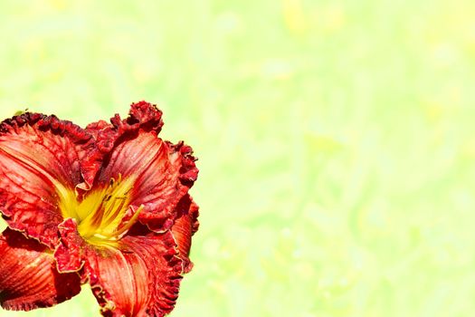 an Old World plant of the iris family, with sword shaped leaves and spikes of brightly colored flowers, popular in gardens. Cute red ginger gladiolus flower on a delicate yellow white space for text