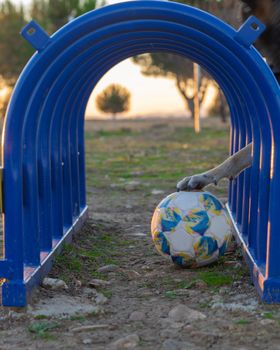 Paw of a dog appearing to catch a ball in nature park at sunset