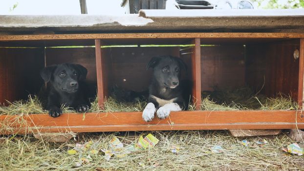 Black puppies run and sit in a booth in the village