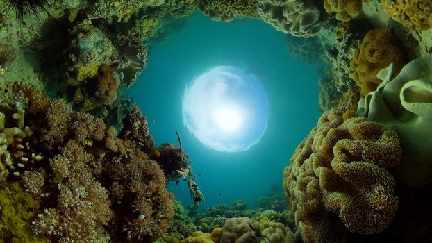 Coral reef underwater with fishes and marine life. Coral reef and tropical fish.