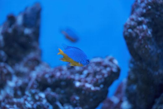 Azure Damselfish, Chrysiptera hemicyanea, swimming on a reef tank with blurred background