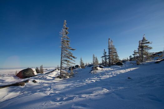 A few lonely white spruce trees, Picea glauca, standing in snow in the tundra with the needles and branches stripped off the windward face, near Churchill, Manitoba, Canada