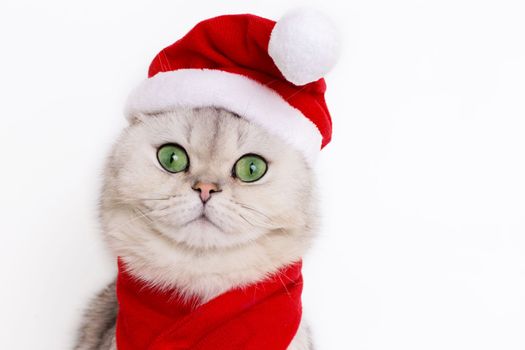 The head of a cute white cat, in the red cap of Santa Claus and red scarf isolated on white background, look at camera
